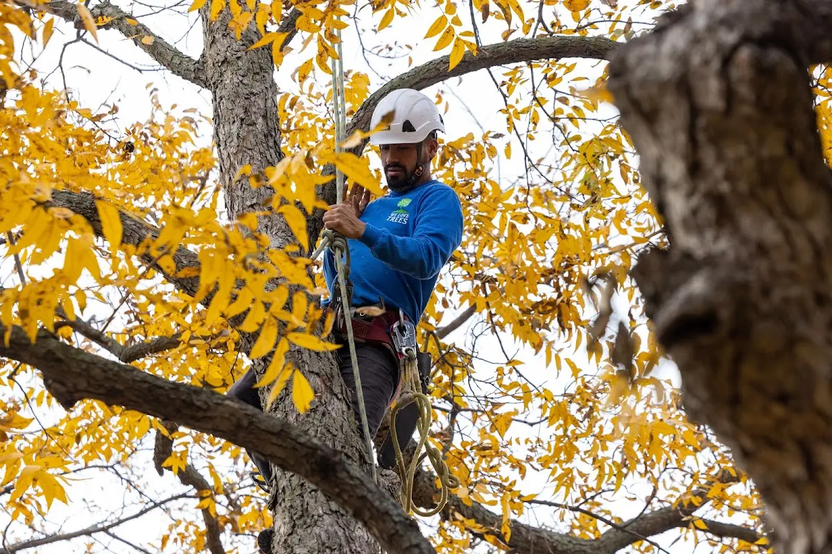 Skilled Storm Damage Cleanup crew working in Tunnelton